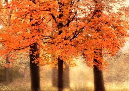 Fall trees - nature, autumn, trees, fall leaves