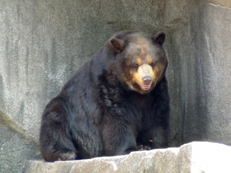 Overlooking Bear - Animals, Zoo, Bear, Wisconsin