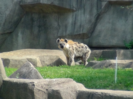 Hyena - africa, wisconsin, animals, hyena