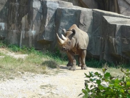 Rhino - rhino, africa, wisconsin, animals