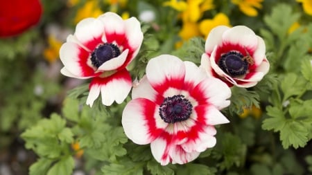 Anemone - 3840x2160, Red, Anemone, Flowers, 4K, Anemone coronaria, Flower, White