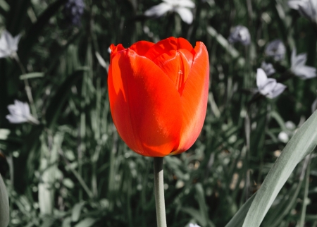 Beautiful - nature, amazon, beautiful, red, tulip