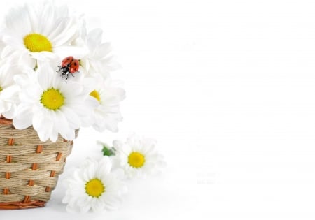 Happy Summer! - yellow, summer, ladybug, daisy, spring, flower, basket, white, red, card