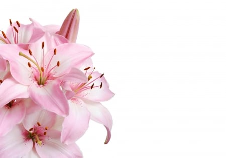 Happy Day! - white, card, flower, lilies, pink