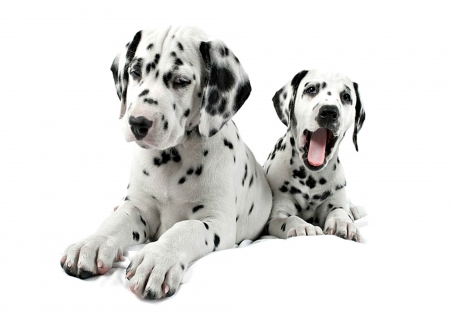 Dalmatians - black, white, animal, spot, dog, dalmatian, puppy, couple