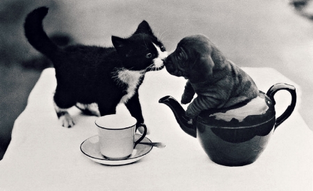 Good morning! - dog, morning, sweet, cat, black, white, animal, kitten, funny, cute, bw, kiss, puppy, cup