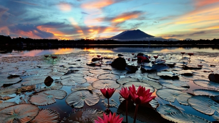 Sunrise over lily pond - flowers, lake, morning, lilies