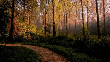 forest path - path, sunshine, grass, forest