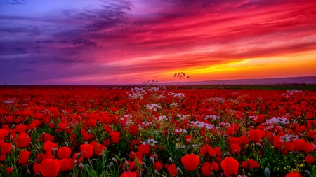 Beautiful Flowers... :) - nature, beautiful, sunset, flowers, sunrise