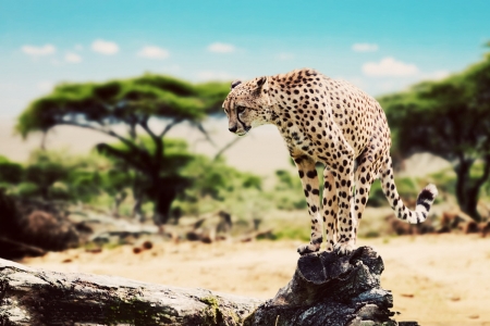 African cheetah - wildlife, cheetah, leopard, african