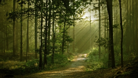 Forest - green, tree, sunlight, forest