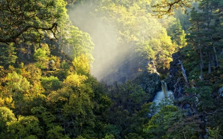 Autumn Mist - nature, autumn, forest, mist