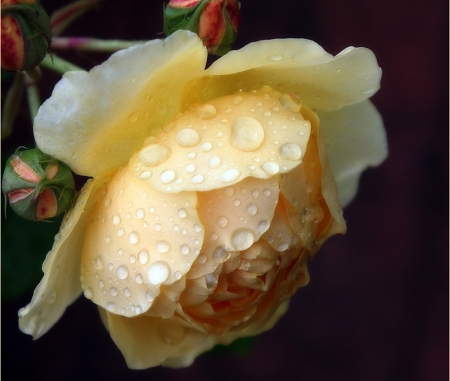 Rose - white, flower, drops, rose