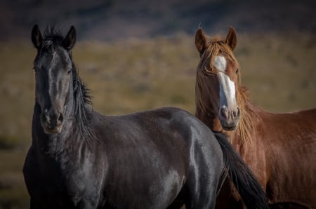 Farewell - pair, wild horse, horse, wild, mustang, pentax, nevada, bonding