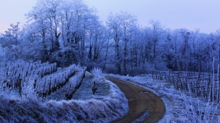 frozen vineyard - vineyard, ice, frozen, road, forest