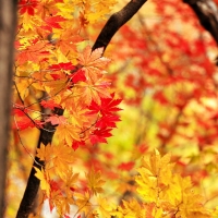 Maple Trees