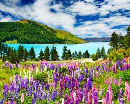 Beautiful Scenery - flowers, sky, nature, mountain