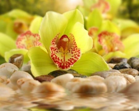 Orchids - orchids, green, flowers, stones