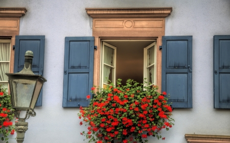 geraniums in a window flower box - house, flowers, shutters, window