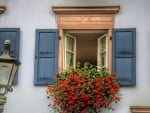 geraniums in a window flower box