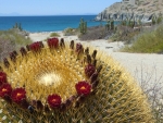 flowering giant cactus on a catalina coast