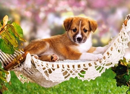 Sleepy Dog - hammock, lawn, funny, garden