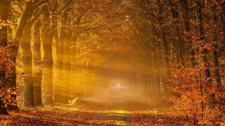 Morning Sunlights - sunlights, road, walk, autumn