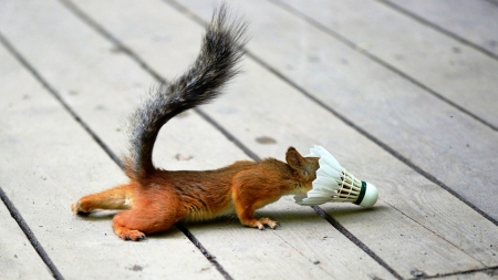 Curious Squirrel - animal, badminton, shuttlecock, looking