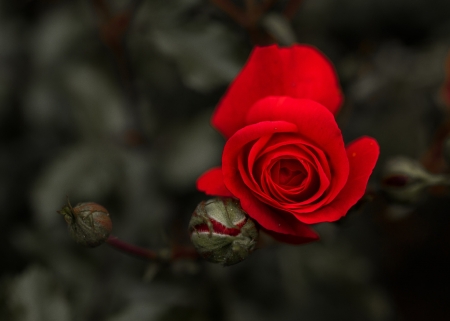 Roses - flowers, beautiful, red, roses