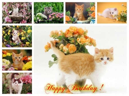 Birthday kittens for carmenmbonilla - Birthday, kittens, collage, cats, animals