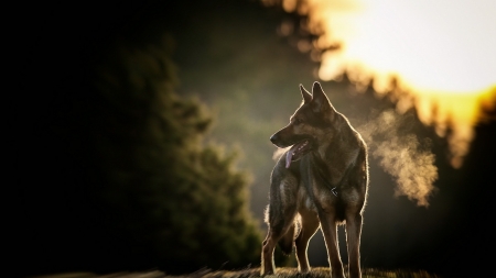 Shepherd at Sunset