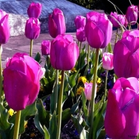 Purple Tulips