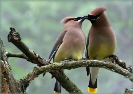 Kindness in Birds - animal, couple, birds, branch