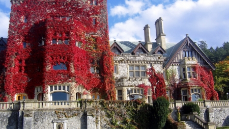 red vine growing on a castle - vine, red, tower, castle