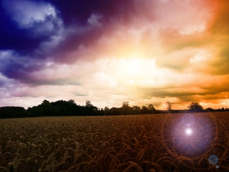 in the Field - nature, field, cloud, sun