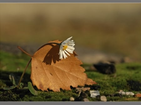 Autumn - petals, artwork, leave, daisy, flower