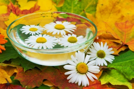 Daisies - fall, artwork, photography, leaves, still life