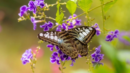 Butterfly - butterfly, flowers, purple, leaves