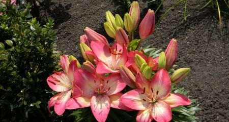 Lilies - flowers, nature, lily, buds