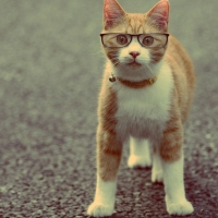 Tabby Glasses