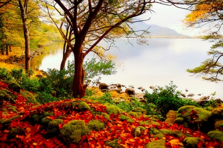 Calm lake in autumn - trees, tranquil, reflection, leaves, calmness, fall, colorful, shore, autumn, serenity, lake, foliage