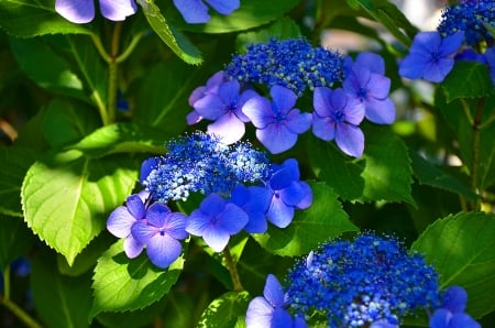 hydrangeas - flower, hydrangeas, blue, sun