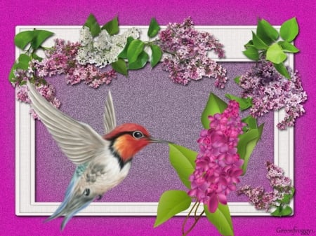 HUMMINGBIRD WITH LILACS - LILACS, CREATION, HUMMINGBIRD, ABSTRACT