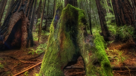 green moss on a tree trunk in muir woods hdr - trunk, green, hdr, moss, forest