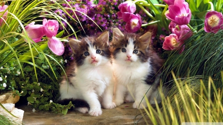 Springtime Kitten - flowers, tulips, blossoms, cats, petals