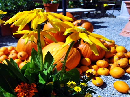 Fall Season - pumpkins, sunshine, blossoms, petals, flower