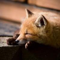 Sleeping fox