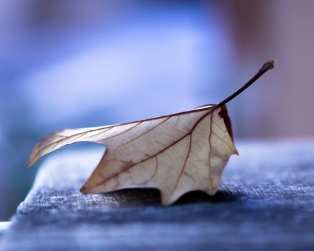 Fallen leaf - fall, close-up, nature, autumn, macro, leaf, wallpaper, leaves