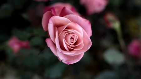 Rose - one, garden, rose, beautiful