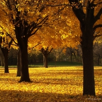 Autumn Maple Trees